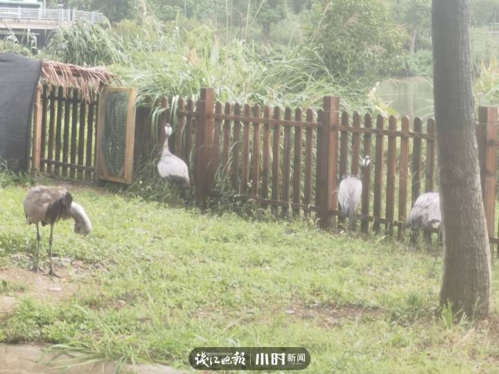 羊驼、浣熊、蓑羽鹤…… 宁波城区有一家“动物会客厅”，市民可免费参观