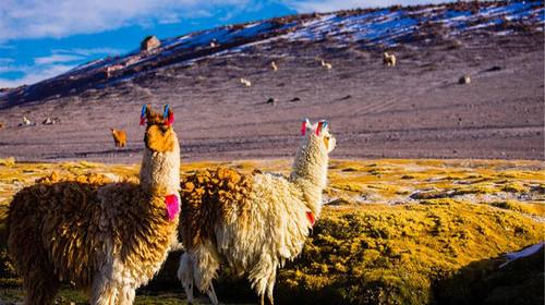 进博·主宾国｜你们喜欢的羊驼，这个南美小国拥有全世界的一半